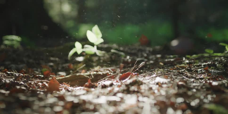Wind blows dead leaves around a small, resilient green plant in a sunlit forest in dramatic slow motion