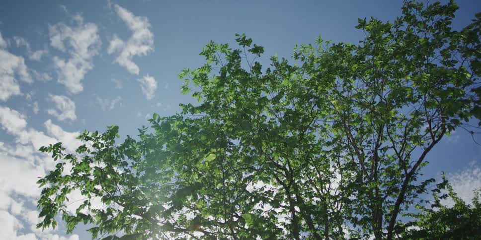 A gentle pan down reveals the lush canopy of a sunlit tree against a bright blue sky dotted with clouds
