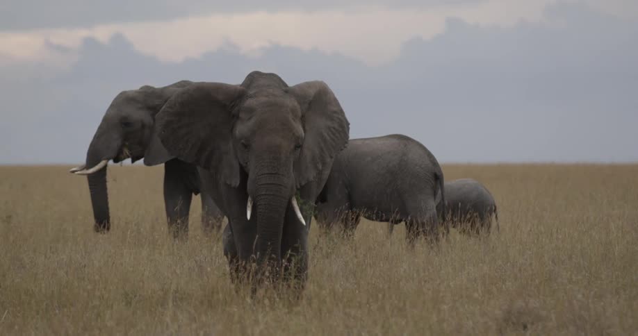 Elephants in a grassy field