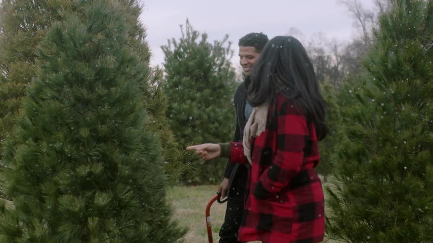 A man and woman select a christmas tree to cut down