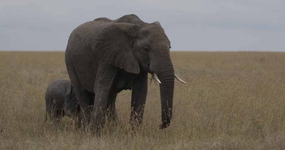 A mom and baby elephant slowly turn