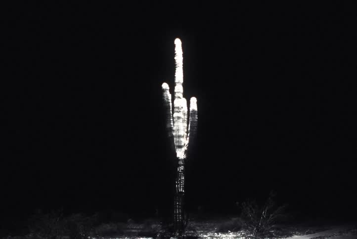 A Saguaro cactus is revealed in a black and white artistic sketch-like animation on a white background