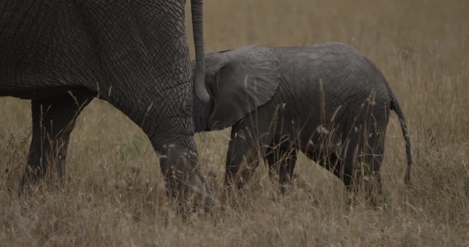 Two elephants marching through tall grass