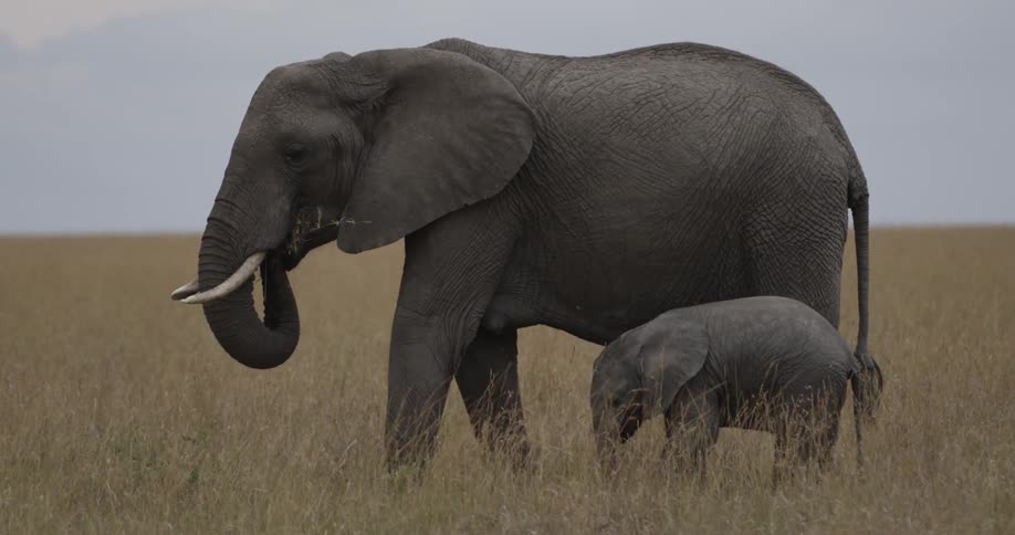 Elephants grazing in a field