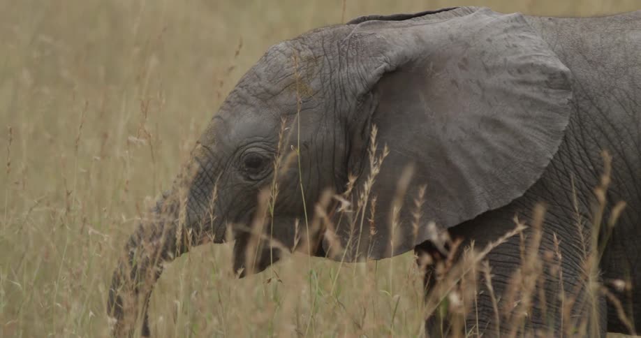 Elephant walking through tall grass