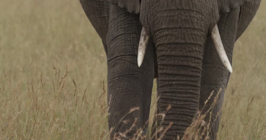 Elephant grazing in a grassy field