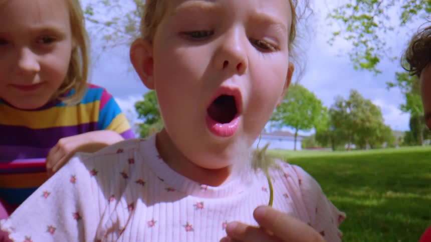 A super slow motion close-up of a young girl blowing the seeds off a dandelion while her friends watch in a park