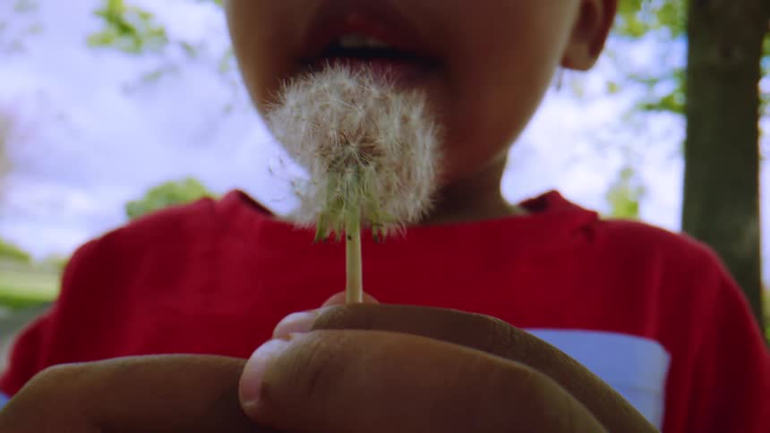 A young child in a red shirt holds a dandelion close to their face and blows the seeds away in slow motion