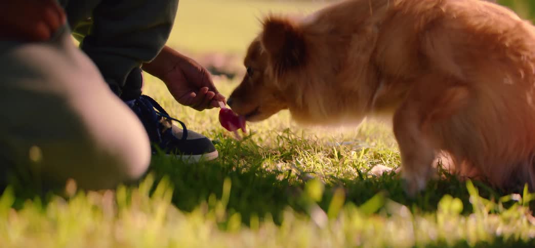 A child shares a sweet pink popsicle with their adorable fluffy dog on a sunny day in the green grass