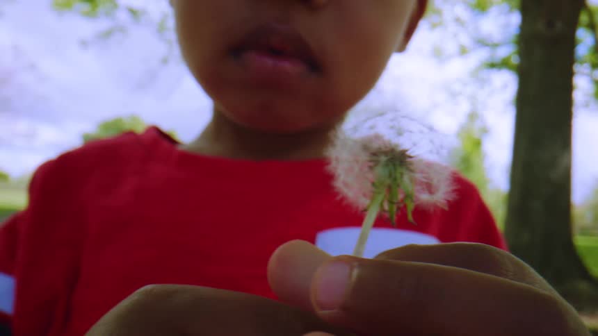 Slow motion close-up of a young child in a red shirt blowing the seeds off a dandelion in a park on a sunny day