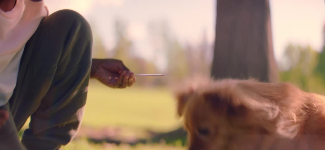 A cute fluffy brown dog eats a pink popsicle from a person's hand on a sunny day in the park