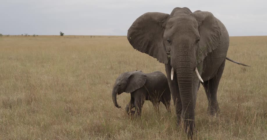 Elephants standing still in a field