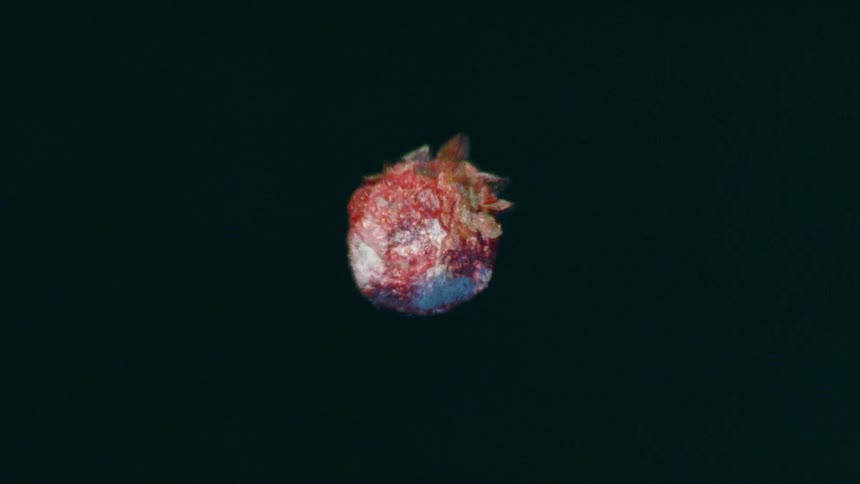 A time-lapse shows a single strawberry slowly decaying and getting covered in mold against a dark background