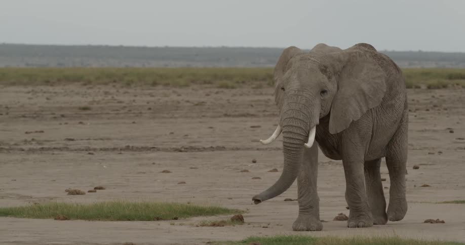 An elephant walks across barren ground