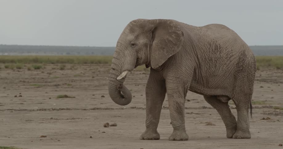 An elephant stands with curled trunk