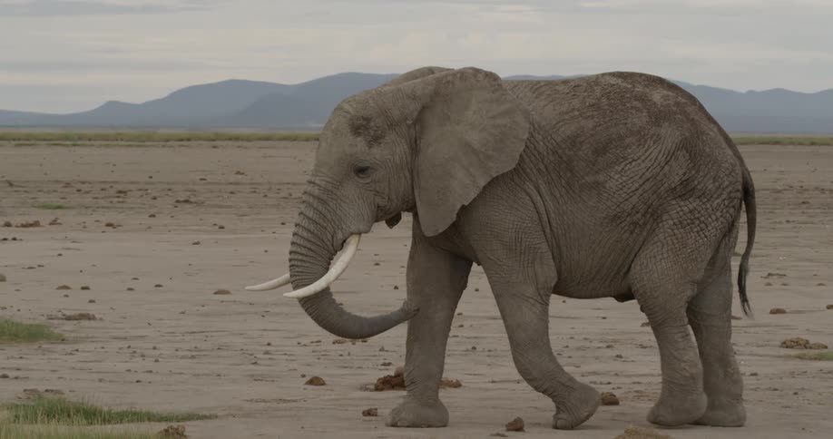 A large male elephant with long tusks walks across the savannah raising its trunk