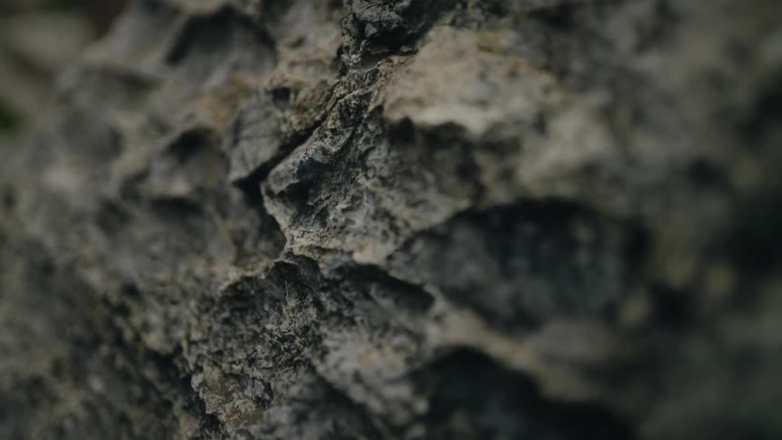 An extreme close-up shot slowly racks focus across the intricate, grey texture of a natural rock formation