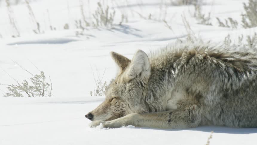 A sleepy coyote lies down to rest in the bright white snow on a cold winter day