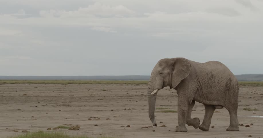Elephant marching across the plains