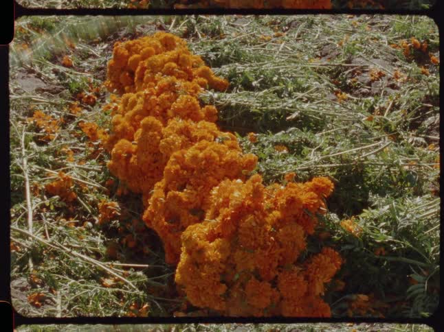 Vintage film shot of freshly harvested orange cempasúchil marigolds lying in a row in a field