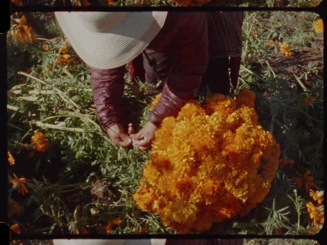 Overhead vintage film shot of a person wearing a hat gathering and tying a large bundle of orange marigolds in a sunny field