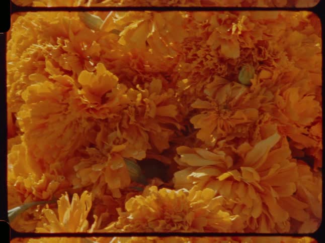 A vintage film captures a vibrant bed of orange marigold flowers blooming in the warm sun