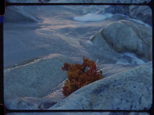 Vintage-style close-up of vibrant orange seaweed resting on a coastal rock as gentle waves flow in the background