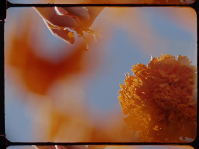 A dreamy double exposure captures hands pulling petals from a vibrant orange marigold, with the petals falling in slow motion against a clear blue sky