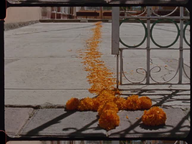 A path of marigold petals leads to a cross of cempasúchil flowers on the ground of a cemetery for the Day of the Dead