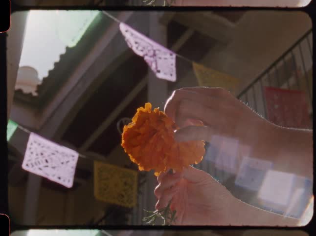 Slow-motion, vintage-style footage shows hands gently plucking petals from an orange marigold beneath colorful Papel Picado