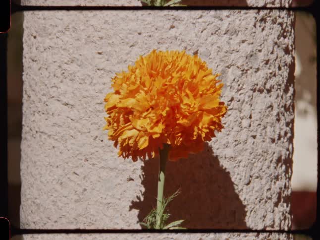 A single orange marigold, or cempasúchil flower, stands in the bright sun against a stone pillar in a vintage film close-up