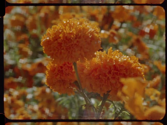A close-up shot of vibrant orange cempasúchil marigold flowers in a sunlit field, captured on vintage film