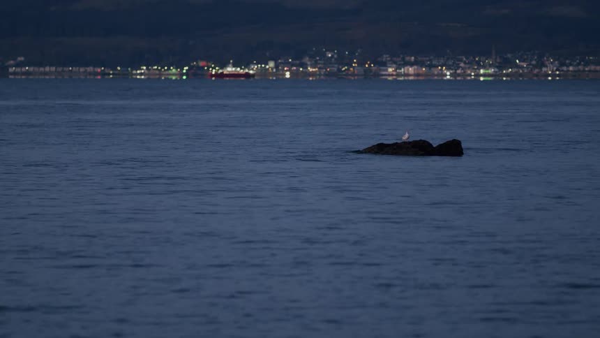 A solitary white bird rests on a rock in the calm sea at dusk, with the lights of a distant coastal town twinkling in the background