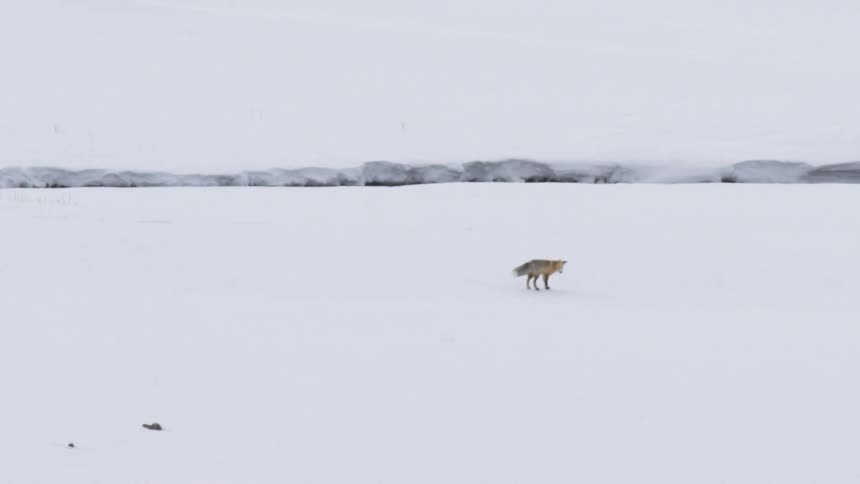 In stunning slow motion, a red fox leaps high and dives headfirst into deep snow to hunt for prey in a stark winter landscape