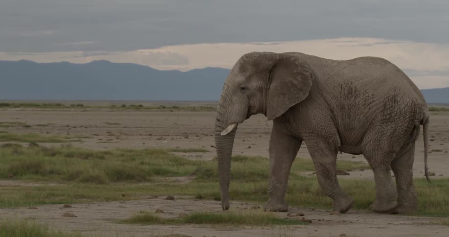 Elephant marching across the plains