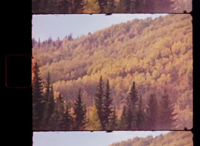 A vintage film shot reveals a beautiful mountainside covered in vibrant golden autumn foliage and green evergreen trees