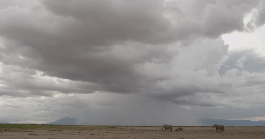Elephants walking across the savanna