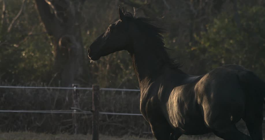 A majestic black horse runs in place, its powerful muscles flexing in slow motion as the golden hour light shines on its coat
