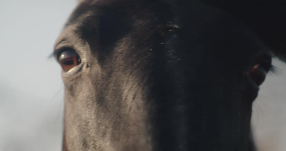 A dramatic slow-motion macro shot of a black horse's eye opening and looking around in the sunlight