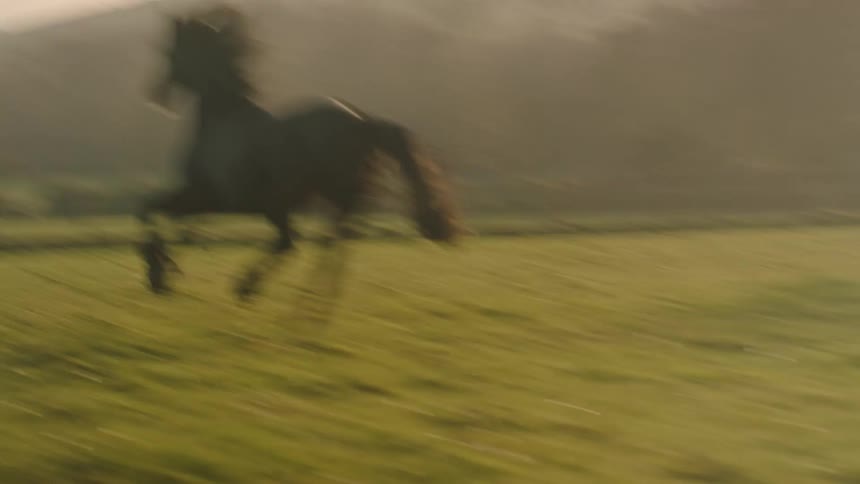 A majestic dark horse gallops freely through a hazy field during a beautiful golden hour sunrise