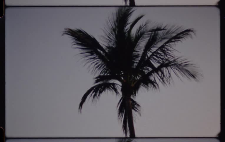 Archival 16mm footage captures a slow pan up a silhouetted palm tree against a simple, hazy sky