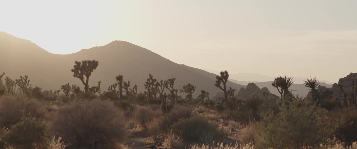 A lone woman stands peacefully in the vast Joshua Tree desert, watching the golden sun set behind the mountains