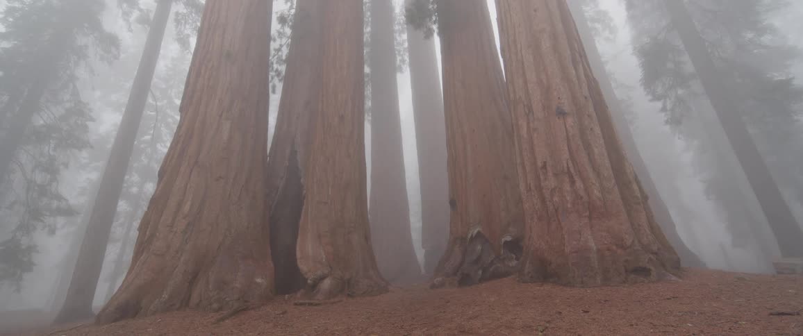 The massive trunks of giant Sequoia trees stand tall in a dense, foggy forest