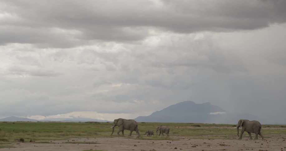 Elephants walking across an open field