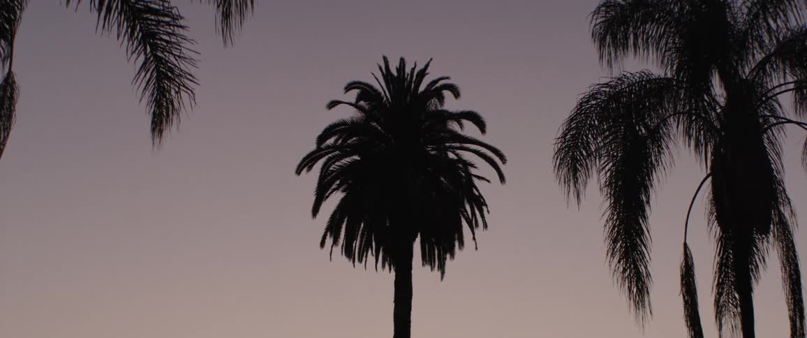Palm tree silhouettes stand tall against a soft, gradient dusk sky