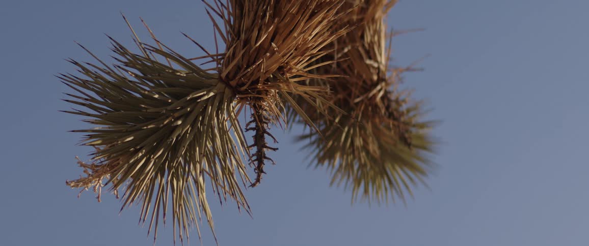 A low-angle, close-up shot captures the spiky leaves of a Joshua tree branch against a clear blue sky