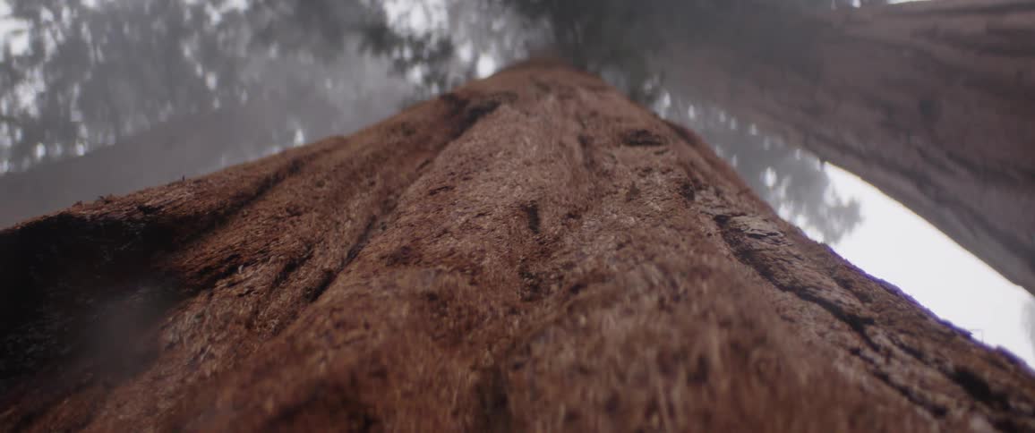 A low-angle, close-up view looking up the massive trunk of a giant sequoia tree as it disappears into the thick fog