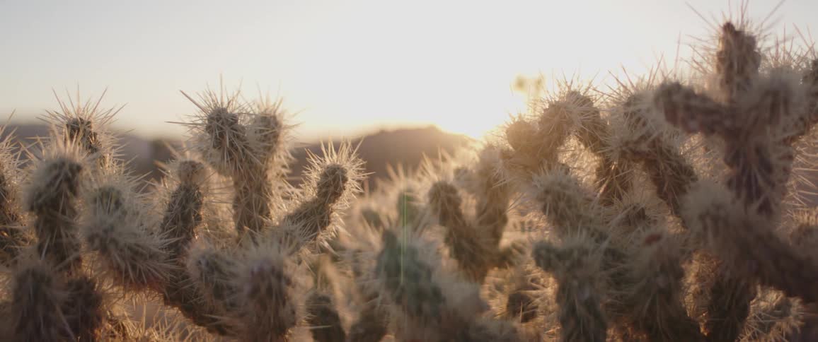The spines of a desert Cholla cactus are beautifully backlit by the golden setting sun