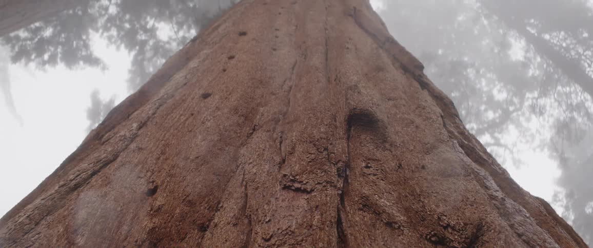A majestic, slow pull-back reveals the immense scale of a giant sequoia tree in a foggy forest