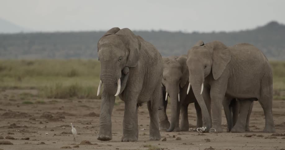 Three elephants are on the desert, one walks slowly alongside a white bird